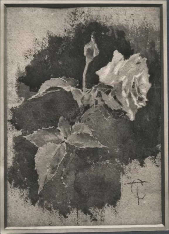 Rosa thea